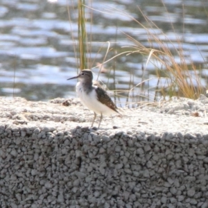 Actitis hypoleucos at Monash, ACT - 7 Oct 2019