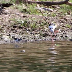 Actitis hypoleucos at Monash, ACT - 7 Oct 2019