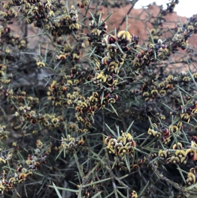 Daviesia genistifolia (Broom Bitter Pea) at Ainslie, ACT - 4 Sep 2019 by JessGio