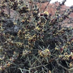 Daviesia genistifolia at Ainslie, ACT - 4 Sep 2019
