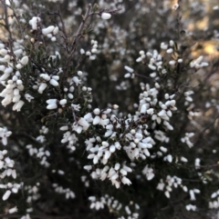 Cryptandra amara (Bitter Cryptandra) at Ainslie, ACT - 4 Sep 2019 by JessGio