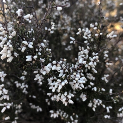 Cryptandra amara (Bitter Cryptandra) at Ainslie, ACT - 4 Sep 2019 by JessGio