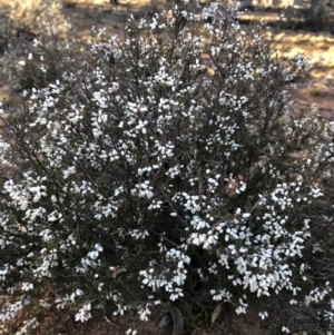 Cryptandra amara at Ainslie, ACT - 4 Sep 2019 08:16 AM