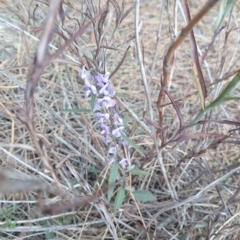 Hovea heterophylla (Common Hovea) at Mount Ainslie - 2 Sep 2018 by JessGio