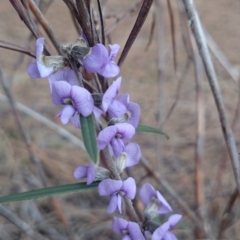 Hovea heterophylla at Majura, ACT - 3 Sep 2018