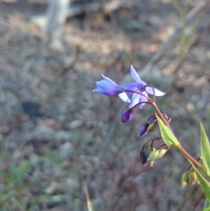 Stypandra glauca at Majura, ACT - 17 Sep 2018