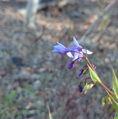 Stypandra glauca (Nodding Blue Lily) at Majura, ACT - 16 Sep 2018 by JessGio