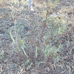 Stypandra glauca at Majura, ACT - 17 Sep 2018