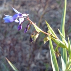 Stypandra glauca at Majura, ACT - 17 Sep 2018