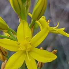 Bulbine bulbosa (Golden Lily) at Franklin, ACT - 6 Oct 2019 by Jiggy