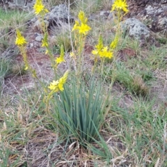 Bulbine bulbosa at Franklin, ACT - 7 Oct 2019 09:49 AM