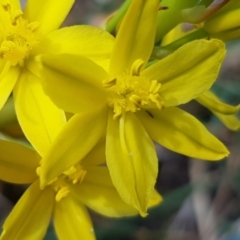 Bulbine bulbosa at Franklin, ACT - 7 Oct 2019 09:49 AM