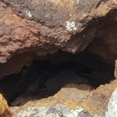 Egernia cunninghami (Cunningham's Skink) at Franklin, ACT - 7 Oct 2019 by Jiggy