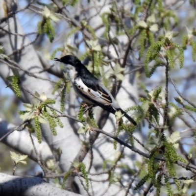 Lalage tricolor (White-winged Triller) at Isabella Pond - 7 Oct 2019 by RodDeb