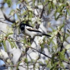 Lalage tricolor at Monash, ACT - 7 Oct 2019 04:12 PM