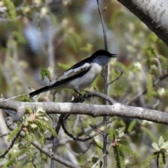 Lalage tricolor at Monash, ACT - 7 Oct 2019 04:12 PM