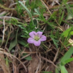 Geranium potentilloides (Soft Crane's-bill) at Hall Cemetery - 5 Oct 2019 by AndrewZelnik