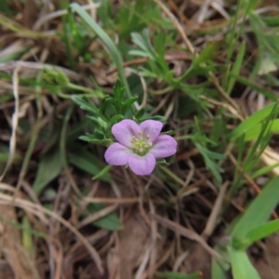 Geranium potentilloides (Soft Crane's-bill) at Hall, ACT - 5 Oct 2019 by AndyRoo