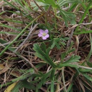 Geranium potentilloides at Hall, ACT - 5 Oct 2019