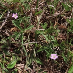 Geranium potentilloides at Hall, ACT - 5 Oct 2019