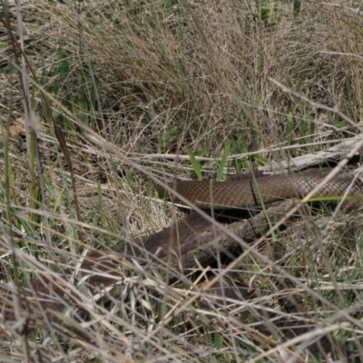 Pseudonaja textilis (Eastern Brown Snake) at Hall Cemetery - 6 Oct 2018 by AndrewZelnik