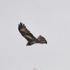 Lophoictinia isura (Square-tailed Kite) at Broulee Moruya Nature Observation Area - 7 Oct 2019 by LisaH