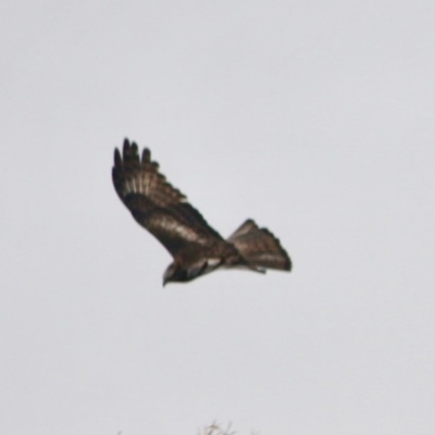 Lophoictinia isura (Square-tailed Kite) at Broulee Moruya Nature Observation Area - 7 Oct 2019 by LisaH