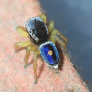 Maratus hesperus at Watson, ACT - 7 Oct 2019