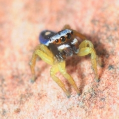 Maratus hesperus at Watson, ACT - 7 Oct 2019