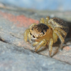 Maratus hesperus at Watson, ACT - 7 Oct 2019