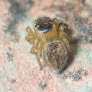 Maratus hesperus at Watson, ACT - 7 Oct 2019