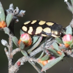 Castiarina decemmaculata (Ten-spot Jewel Beetle) at Black Mountain - 7 Oct 2019 by Harrisi