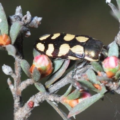 Castiarina decemmaculata (Ten-spot Jewel Beetle) at Black Mountain - 7 Oct 2019 by Harrisi