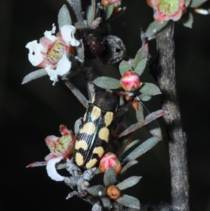 Castiarina decemmaculata at Hackett, ACT - 7 Oct 2019 04:17 PM