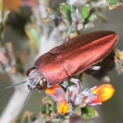 Melobasis propinqua (Propinqua jewel beetle) at QPRC LGA - 6 Oct 2019 by Harrisi