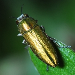 Melobasis propinqua at Queanbeyan West, NSW - 7 Oct 2019 08:57 AM