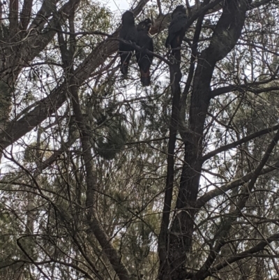 Calyptorhynchus lathami lathami (Glossy Black-Cockatoo) at Lower Borough, NSW - 6 Oct 2019 by MissFrench
