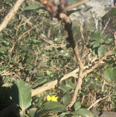 Berberis aquifolium (Oregon Grape) at Mount Majura - 7 Oct 2019 by WalterEgo