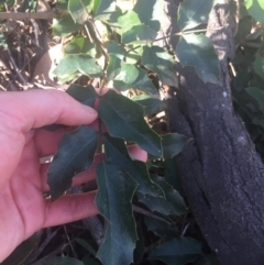 Berberis aquifolium at Majura, ACT - 7 Oct 2019 03:42 PM