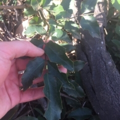 Berberis aquifolium at Majura, ACT - 7 Oct 2019