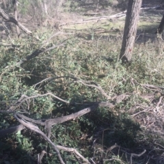 Berberis aquifolium at Majura, ACT - 7 Oct 2019 03:42 PM