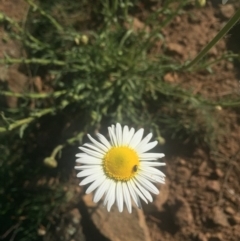 Brachyscome diversifolia var. diversifolia (Large-headed Daisy) at Mount Majura - 7 Oct 2019 by WalterEgo