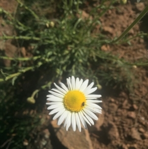 Brachyscome diversifolia var. diversifolia at Majura, ACT - 7 Oct 2019