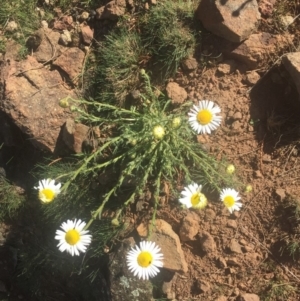 Brachyscome diversifolia var. diversifolia at Majura, ACT - 7 Oct 2019