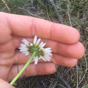 Brachyscome diversifolia var. diversifolia at Majura, ACT - 7 Oct 2019