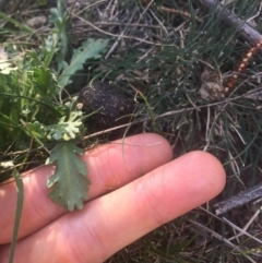 Brachyscome diversifolia var. diversifolia at Majura, ACT - 7 Oct 2019