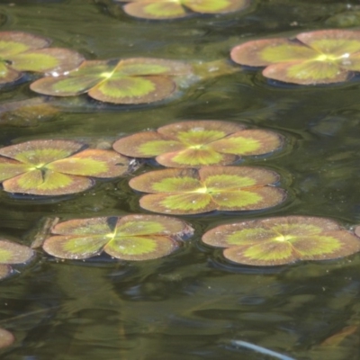 Marsilea mutica (Nardoo) at Isabella Pond - 2 Oct 2019 by michaelb