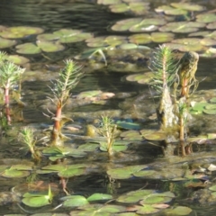 Myriophyllum sp. (Water-milfoil) at Isabella Pond - 2 Oct 2019 by michaelb