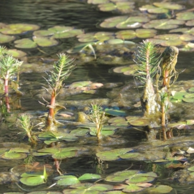 Myriophyllum sp. (Water-milfoil) at Monash, ACT - 2 Oct 2019 by MichaelBedingfield