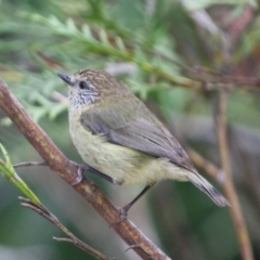 Acanthiza lineata (Striated Thornbill) at Broulee Moruya Nature Observation Area - 6 Oct 2019 by LisaH